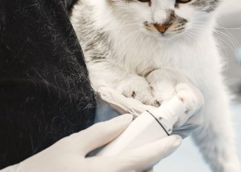 Dierenarts met witte handschoenen onderzoekt de poot van een grijswitte kat op de behandeltafel