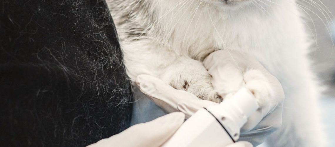 Dierenarts met witte handschoenen onderzoekt de poot van een grijswitte kat op de behandeltafel
