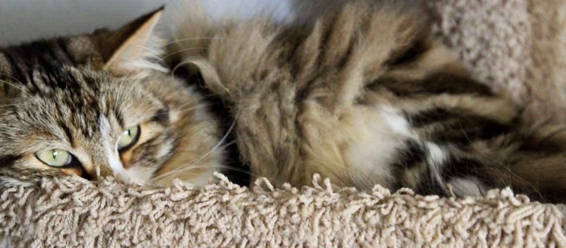 operatie kat tumor 2