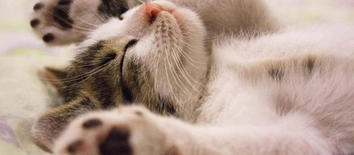oudere kat verzekeren blog banner