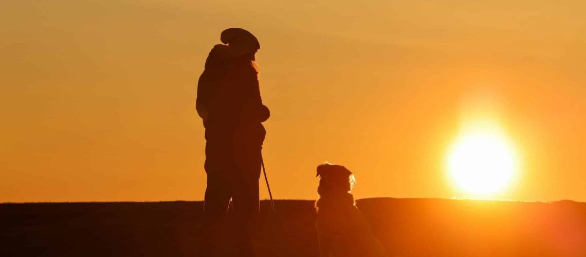 Hond in de felle zon met oververhitting