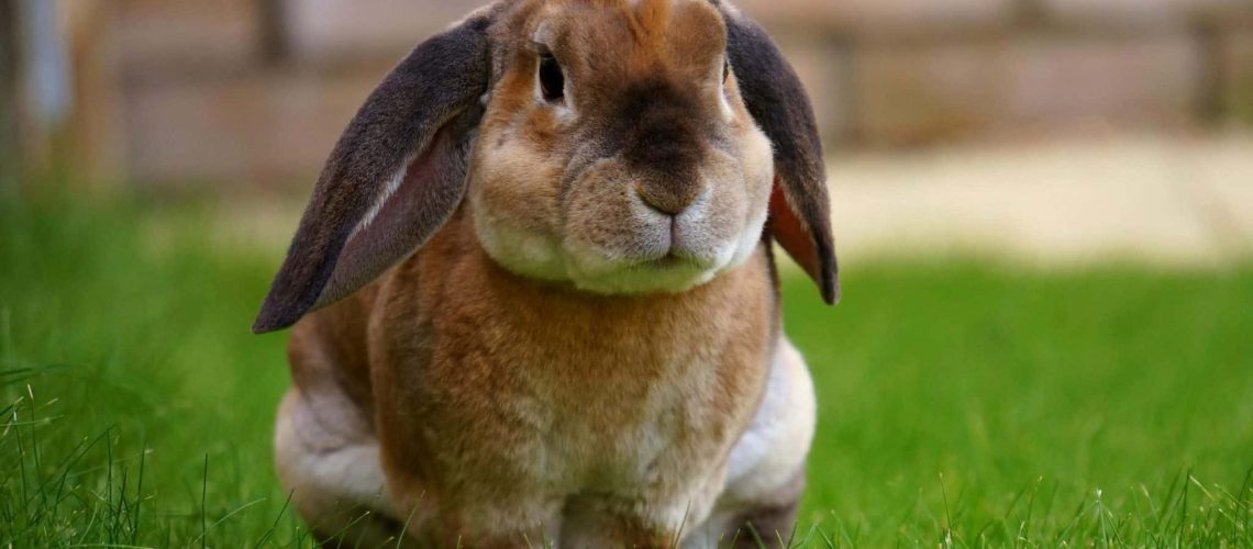 Kosten van een konijn inenten