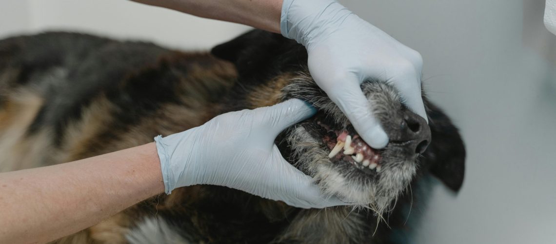 Hond bij dierenarts vanwege rotte tanden