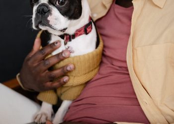 Iemand met een laptop op de bank en een hond ernaast, terwijl de polisvoorwaarden worden doorgenomen.