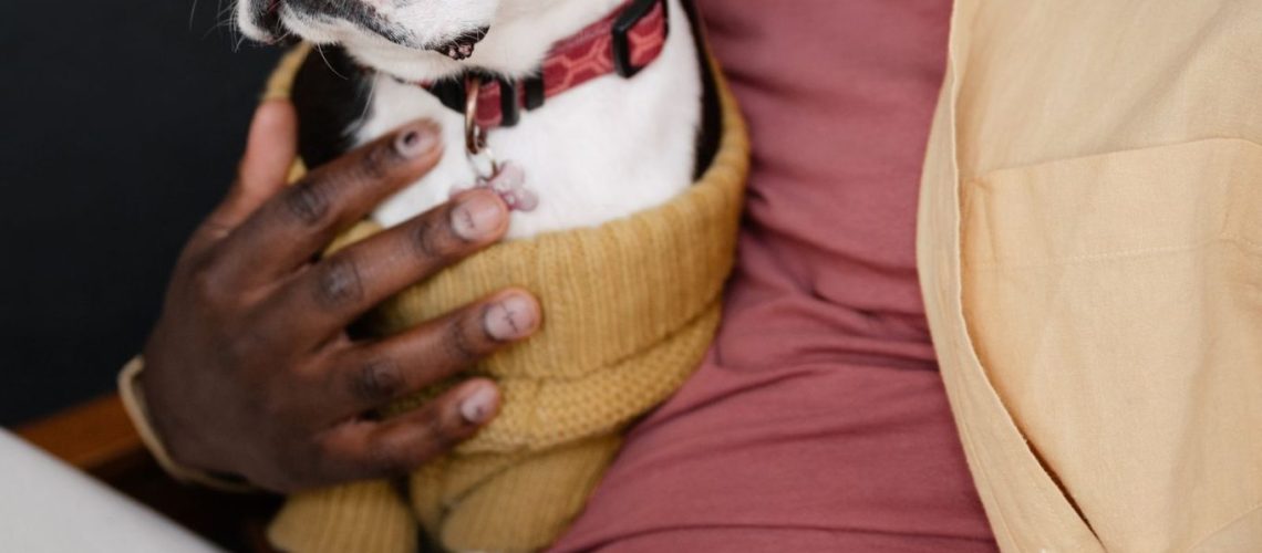 Iemand met een laptop op de bank en een hond ernaast, terwijl de polisvoorwaarden worden doorgenomen.