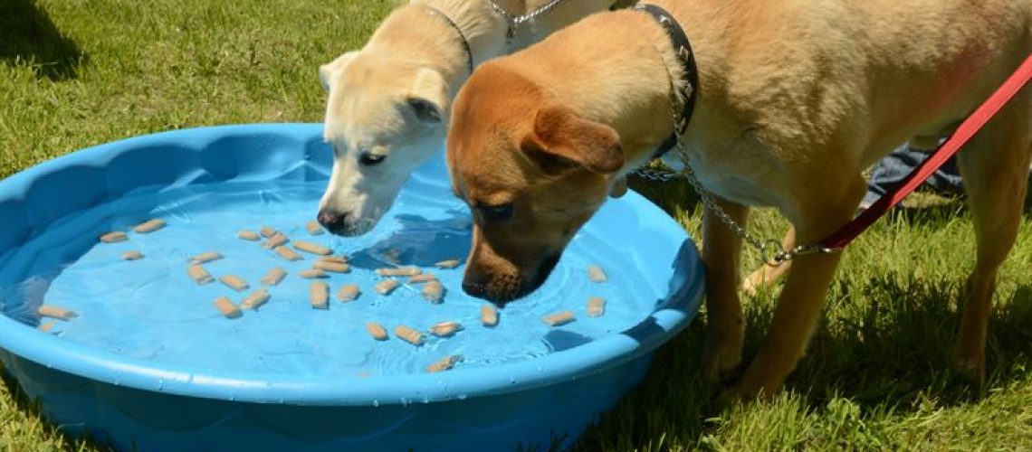 prikpil hond kosten 2