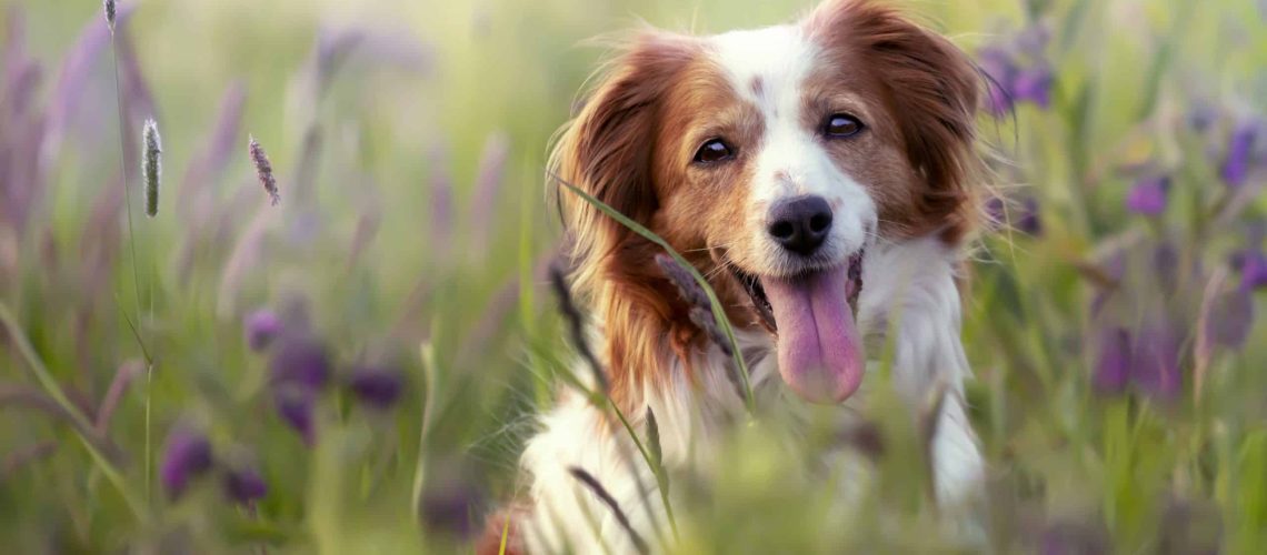 De beste voedingskeuze voor je hond