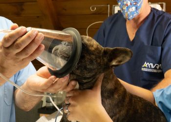 Drie dierenartsen in operatiekleding houden een zuurstofmasker bij een herdershond op de behandeltafel