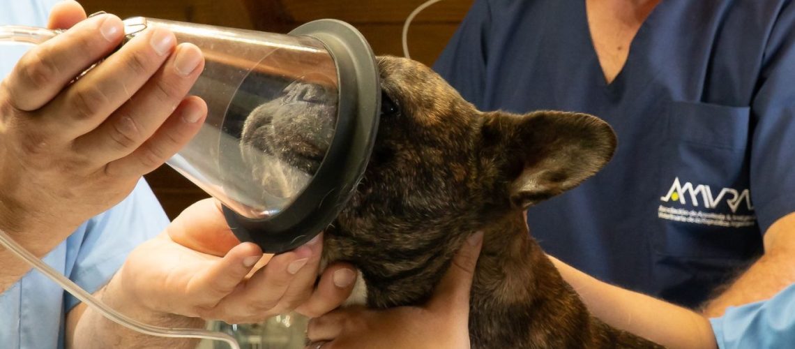 Drie dierenartsen in operatiekleding houden een zuurstofmasker bij een herdershond op de behandeltafel