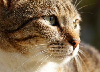 Kattengezicht met hoge bloeddruk