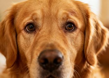 Hond met hartruis, kijkt bezorgd