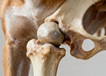 Hond met heupdysplasie, heupgewricht van dichtbij gefotografeerd.