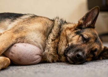Hond met opgezwollen buik ligt op zijn zij.