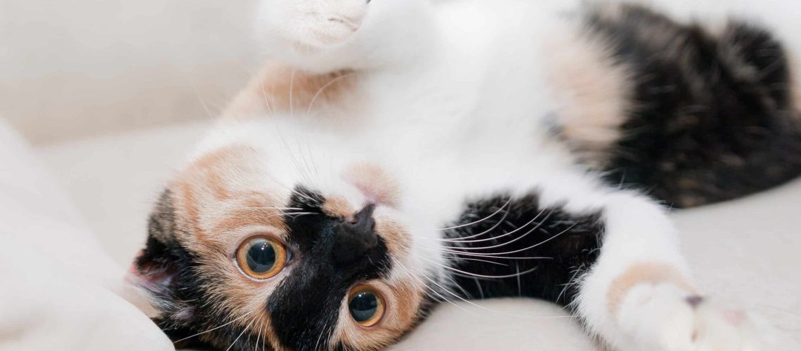 vaccinatie kat 2