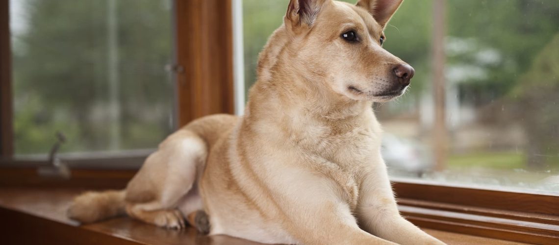 Hond uit asiel Hond uit asiel