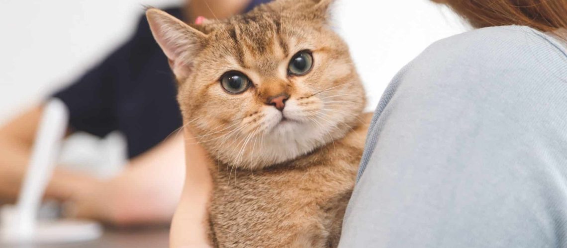 Wat kost een crematie van een kat? Wat kost een crematie van een kat?